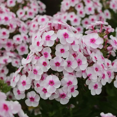 A square image of pink and white 'Cherry Cream' garden phlox.