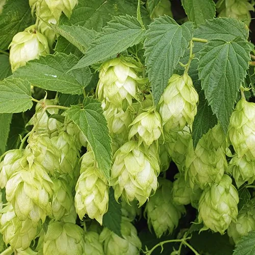 A close up square image of 'Chinook' hops growing in the garden.