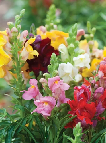 A close up of colorful 'Cinderella' mixed snapdragons growing in the garden.
