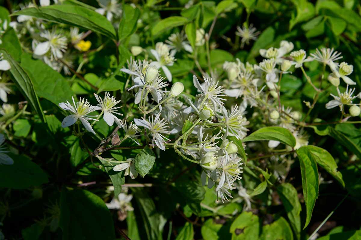 A horizontal image of the flowers and foliage of Clematis virginiana growing in the garden.