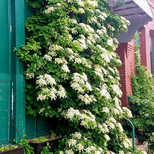A square image of a large climbing hydrangea growing up the side of a residence.