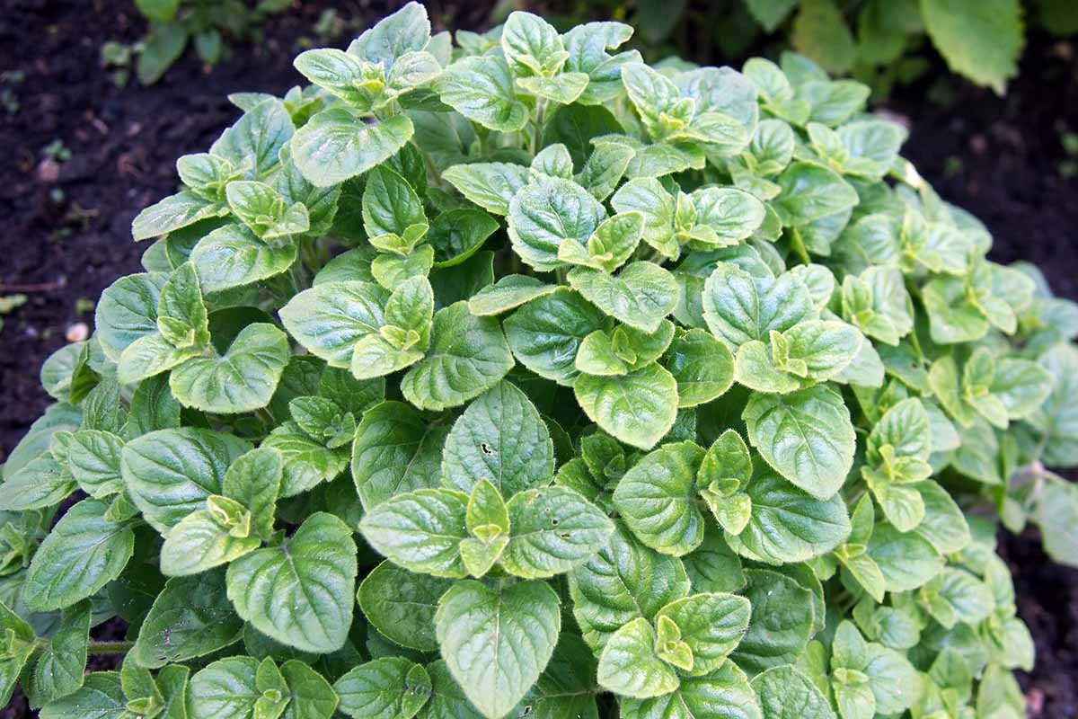 A close up horizontal image of the foliage of C. nepeta growing in the garden.