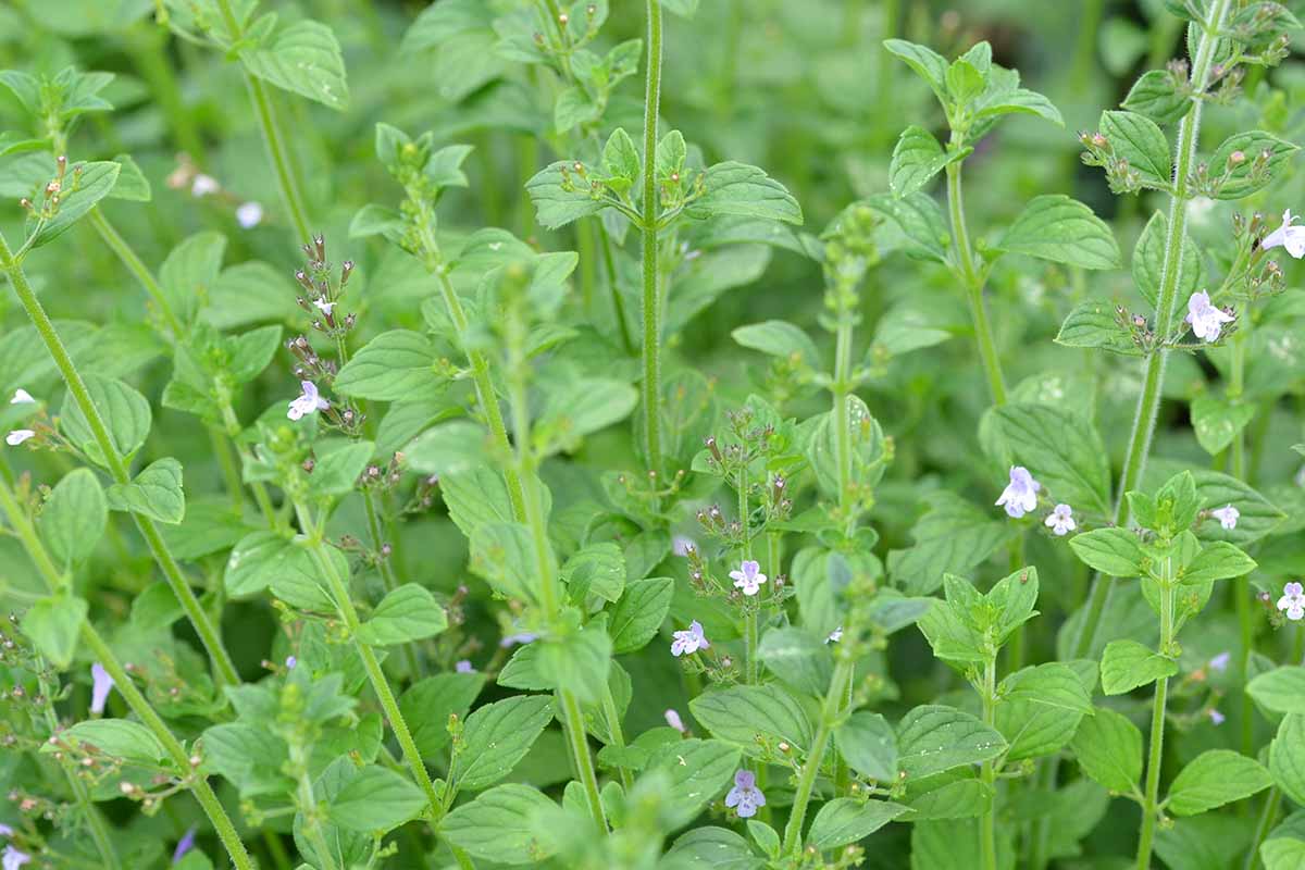 A close up horizontal image of calamint growing in the garden.