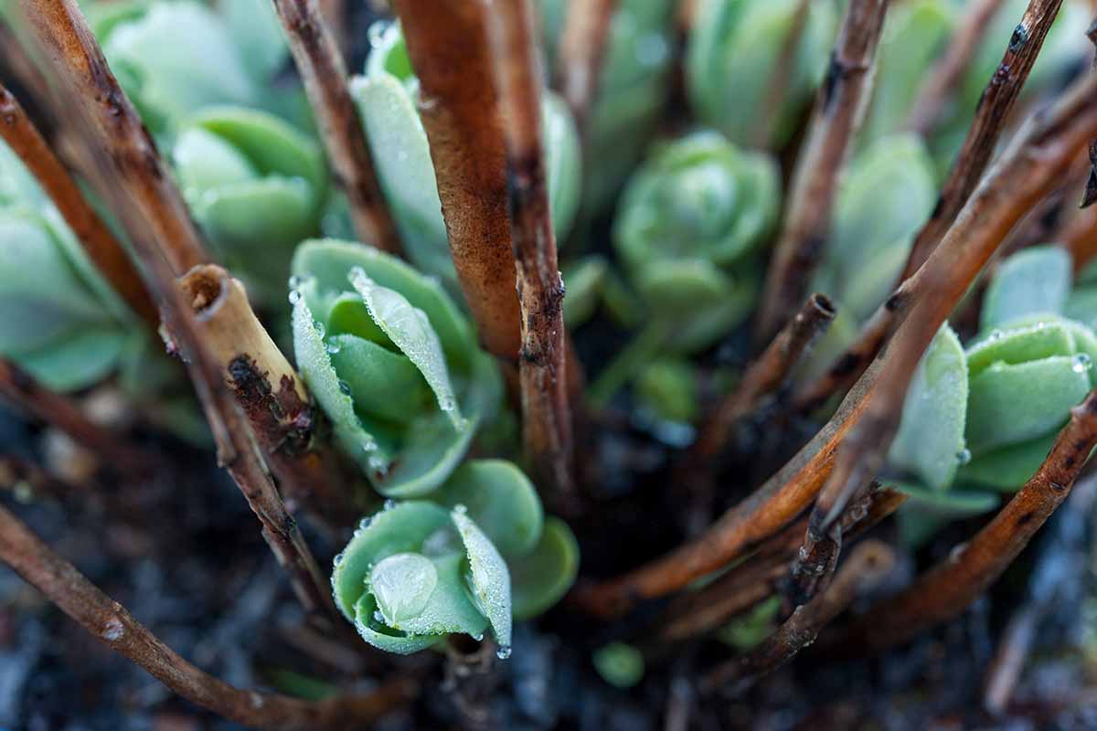 A close up horizontal image of new growth on a sedum plant.
