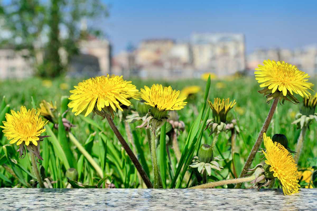 A close up horizontal image of yellow dandelion flowers pictured on a soft focus background.