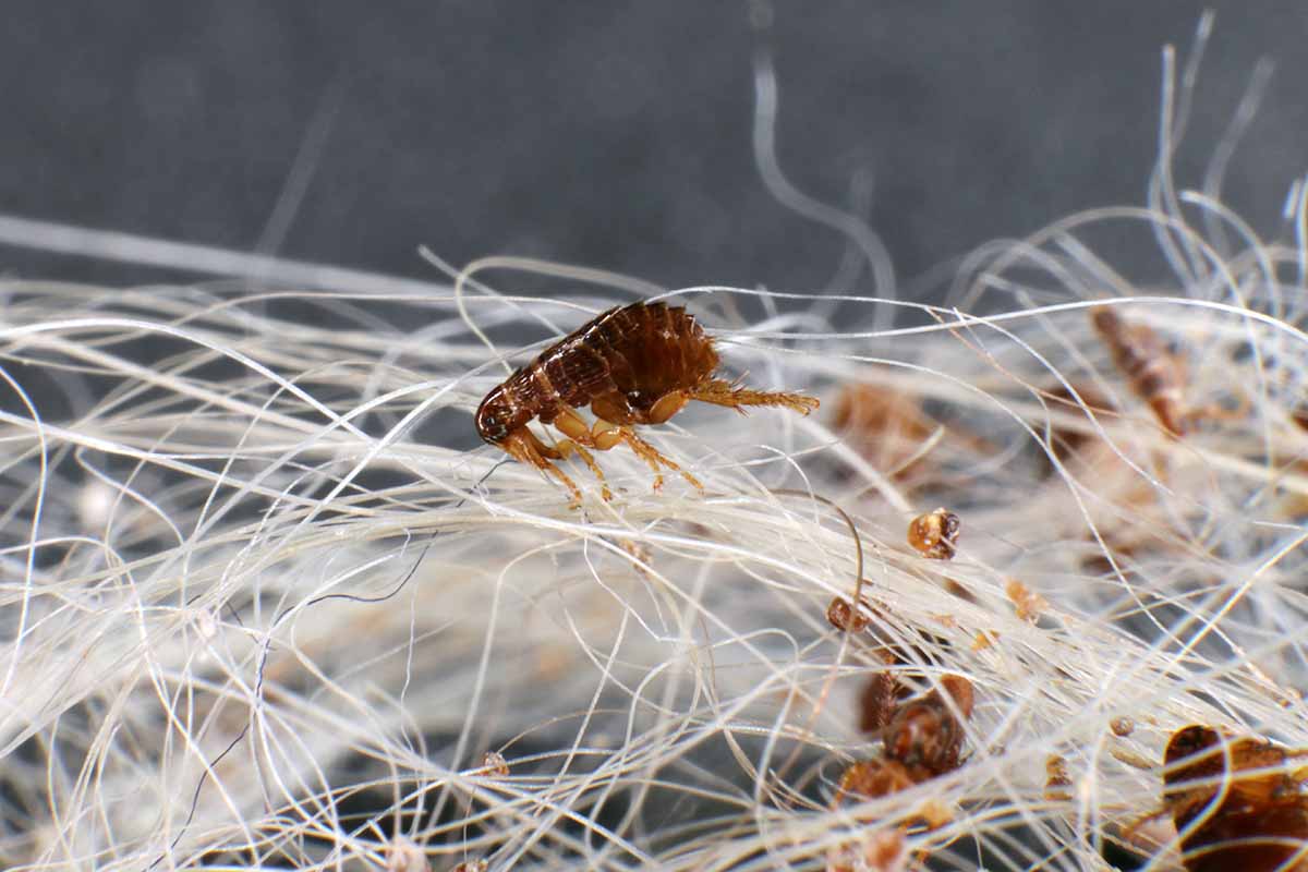 A close up high magnification picture of fleas in animal fur.