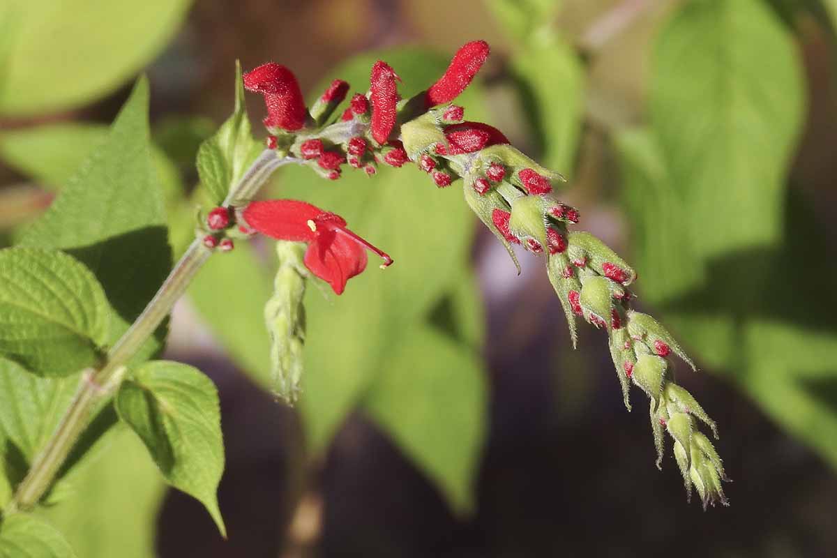 A close up horizontal image of the red flowers and buds of Salvia elegans, pictured on a soft focus background.