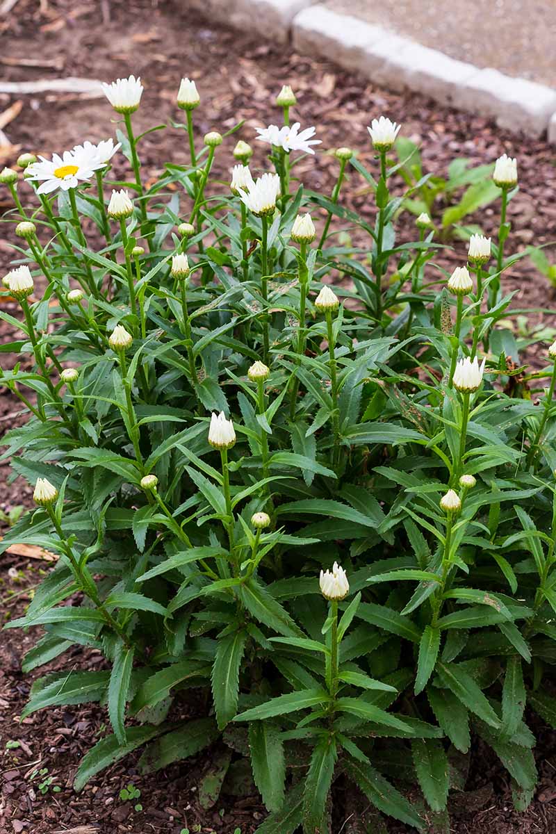 A close up vertical image of a clump of Shasta daisies growing in a garden border with the blooms just starting to open up.