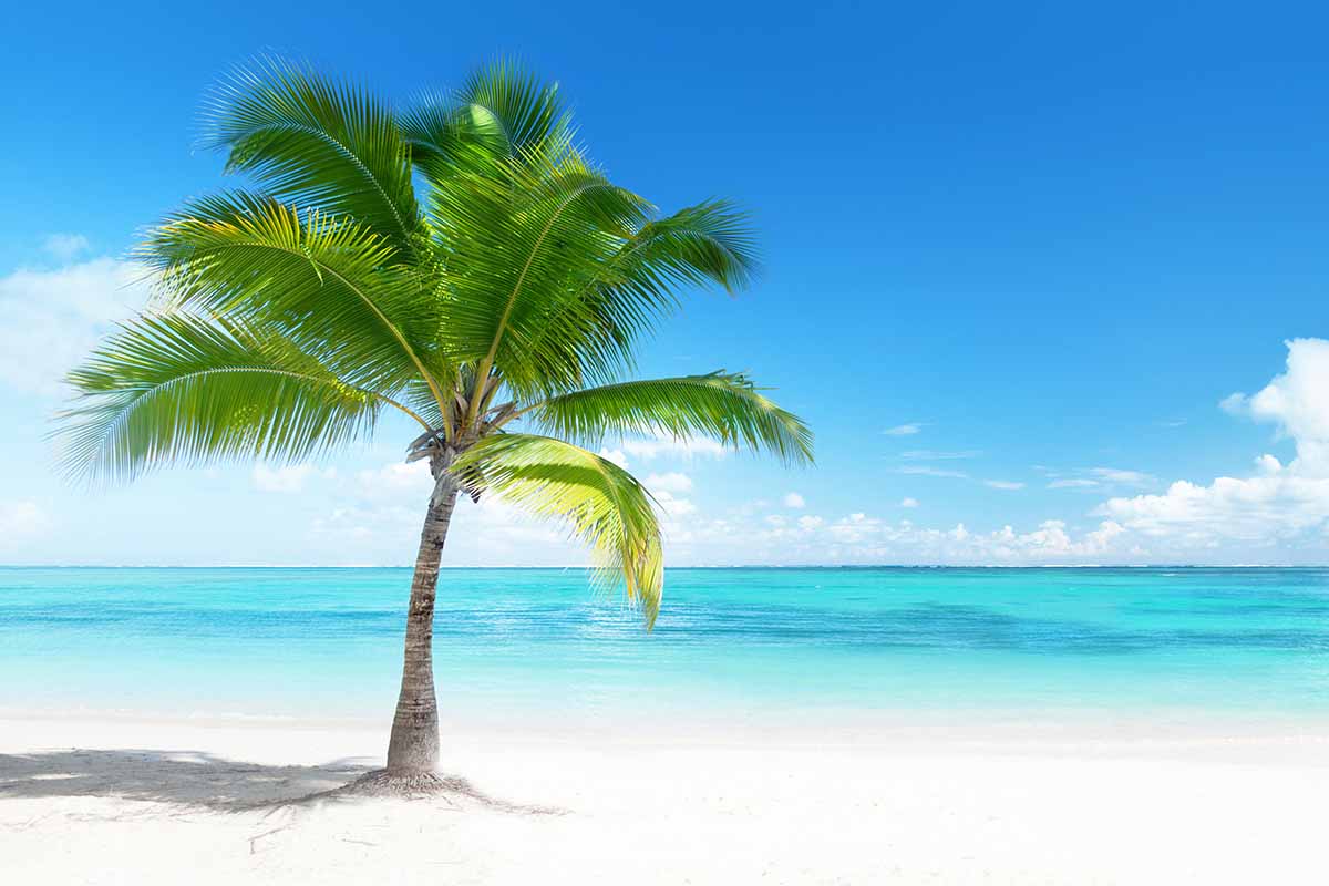 A horizontal image of a single palm tree growing on a beach with the sea and blue sky in the background.