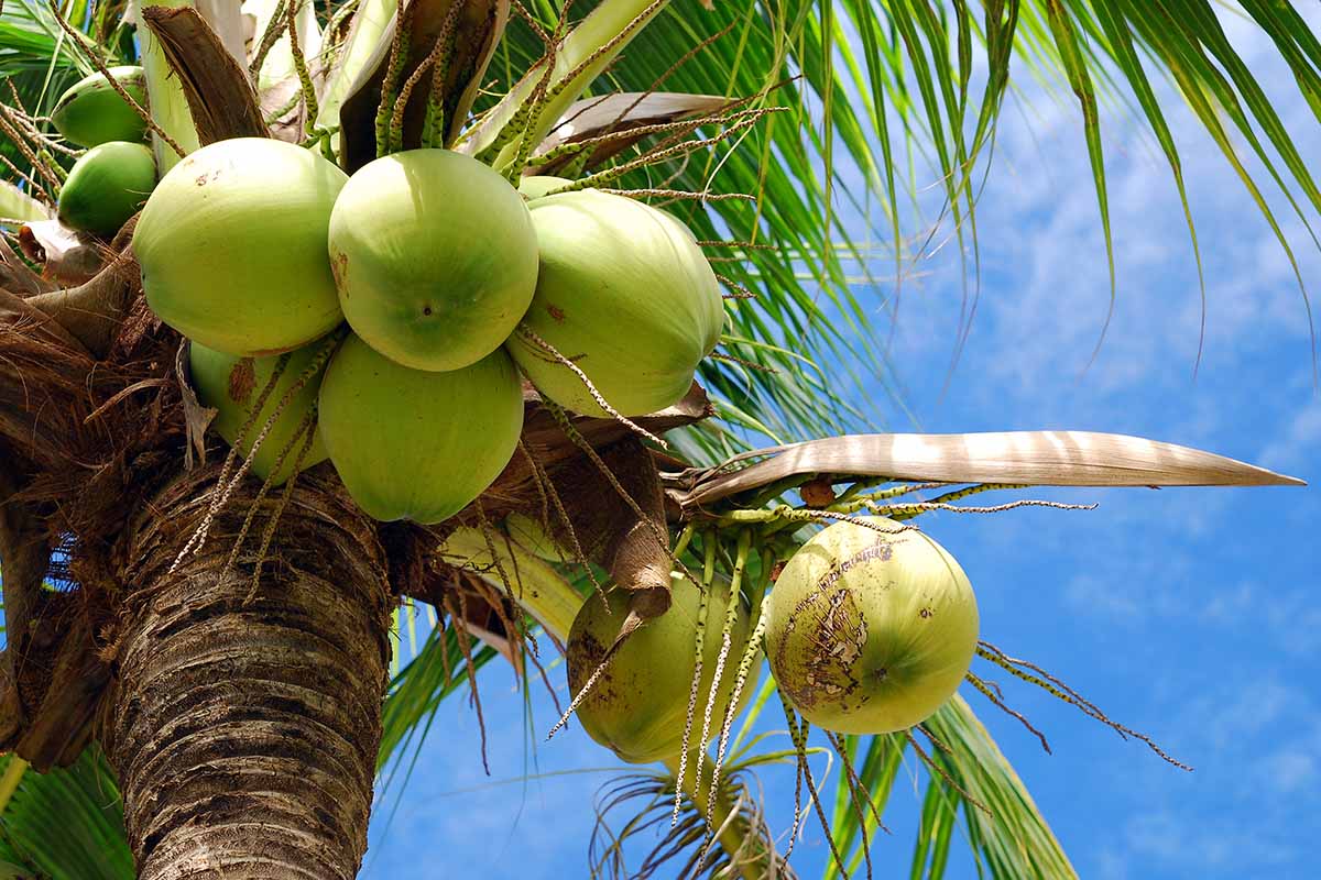 A close up horizontal image of a cluster of coconuts growing on a palm pictured on a soft focus background.