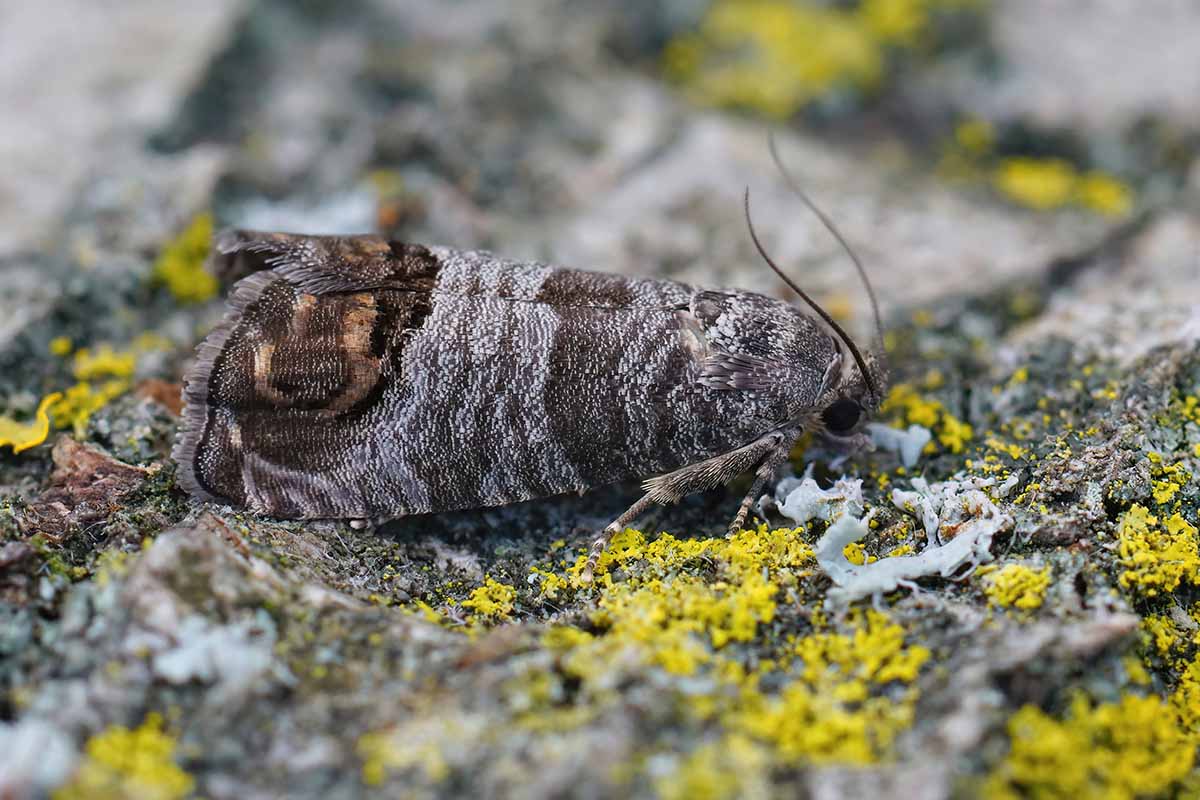 A close up horizontal image of an adult codling moth pictured on a soft focus background.