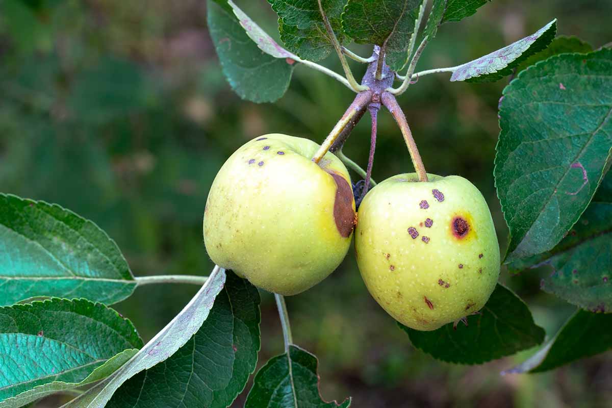 A close up horizontal image of two apples hanging from the tree showing signs of codling moth larvae damage.