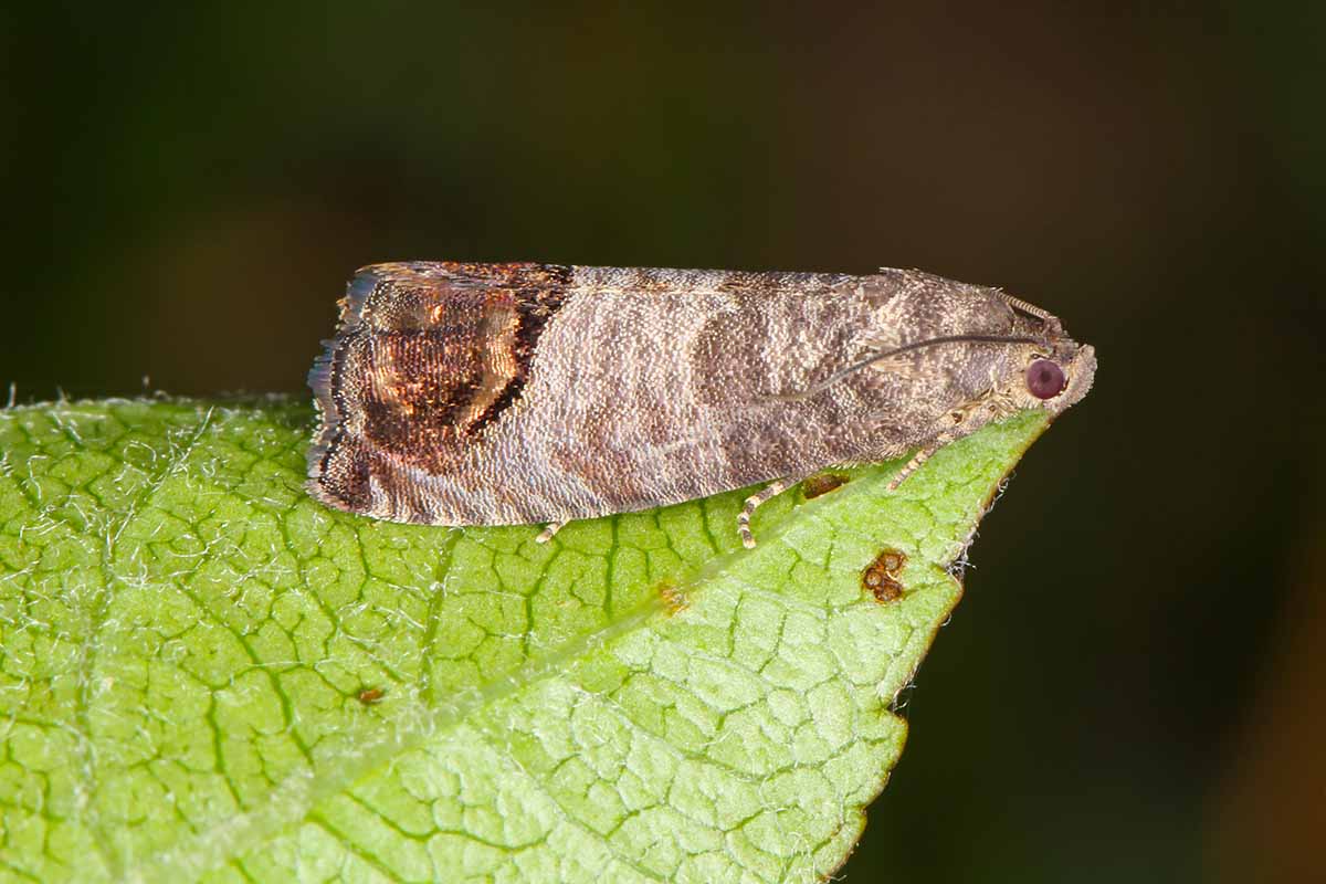 A close up horizontal image of a codling moth resting on a leaf pictured on a dark background.