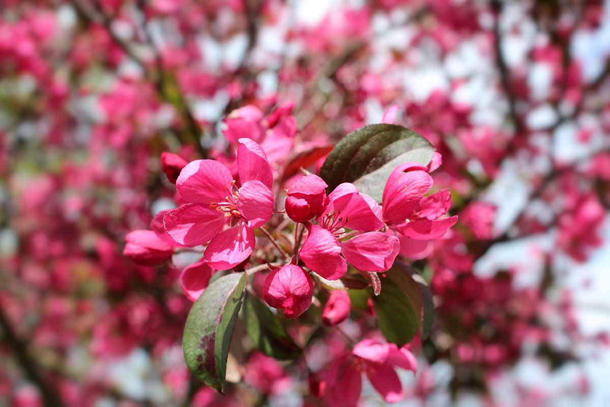 A close up horizontal image of bright pink crabapple flowers pictured in bright sunshine on a soft focus background.