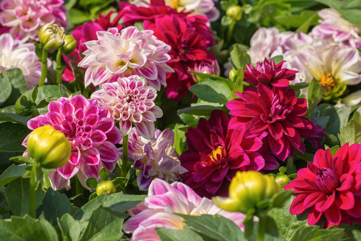 A close up horizontal image of colorful dahlia flowers growing in a sunny garden.