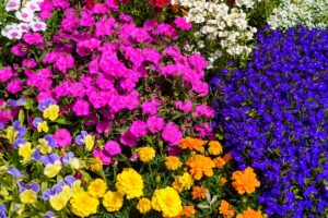 A close up horizontal image of a colorful flower border featuring a variety of different types of blooms.