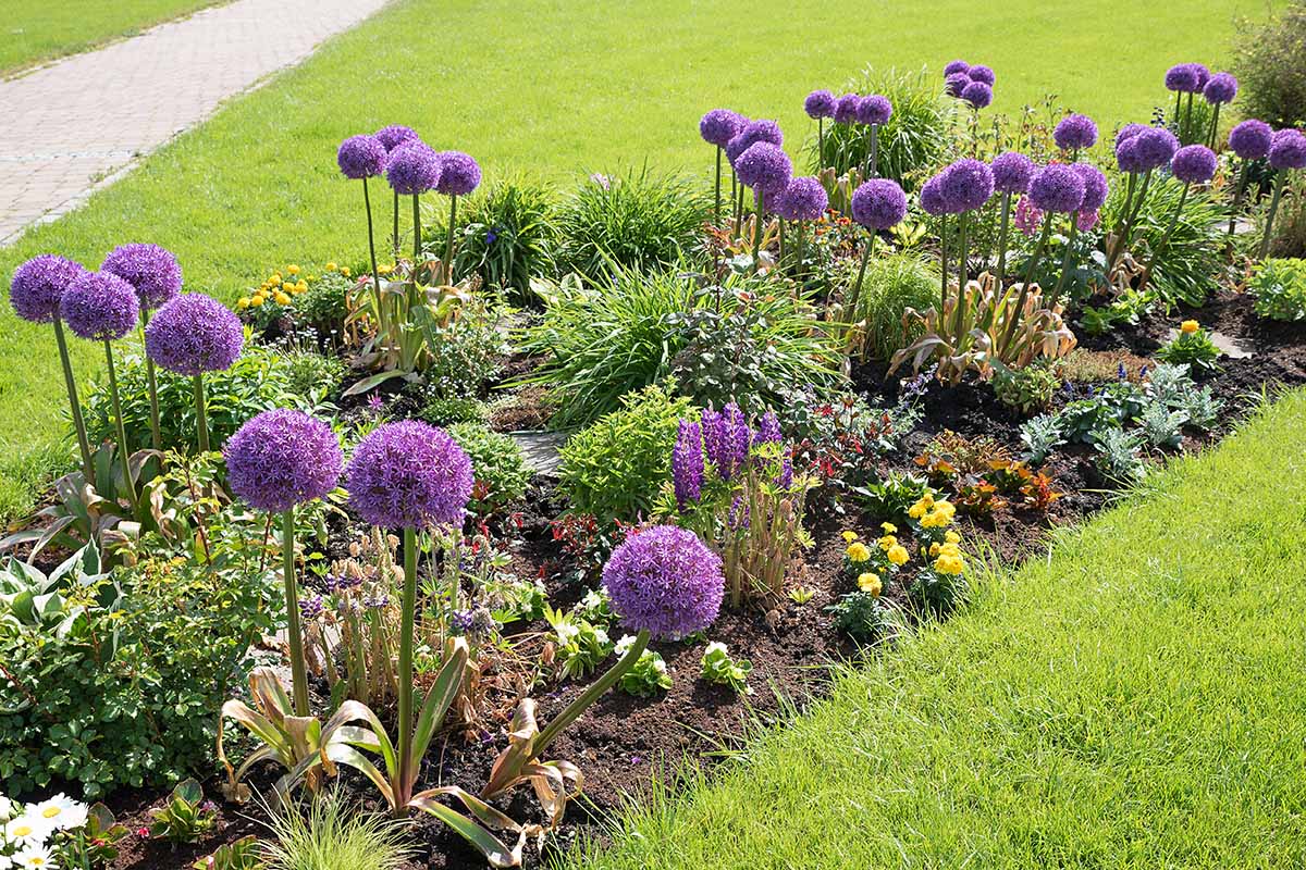 A horizontal image of a colorful flowerbed in the middle of a lawn.