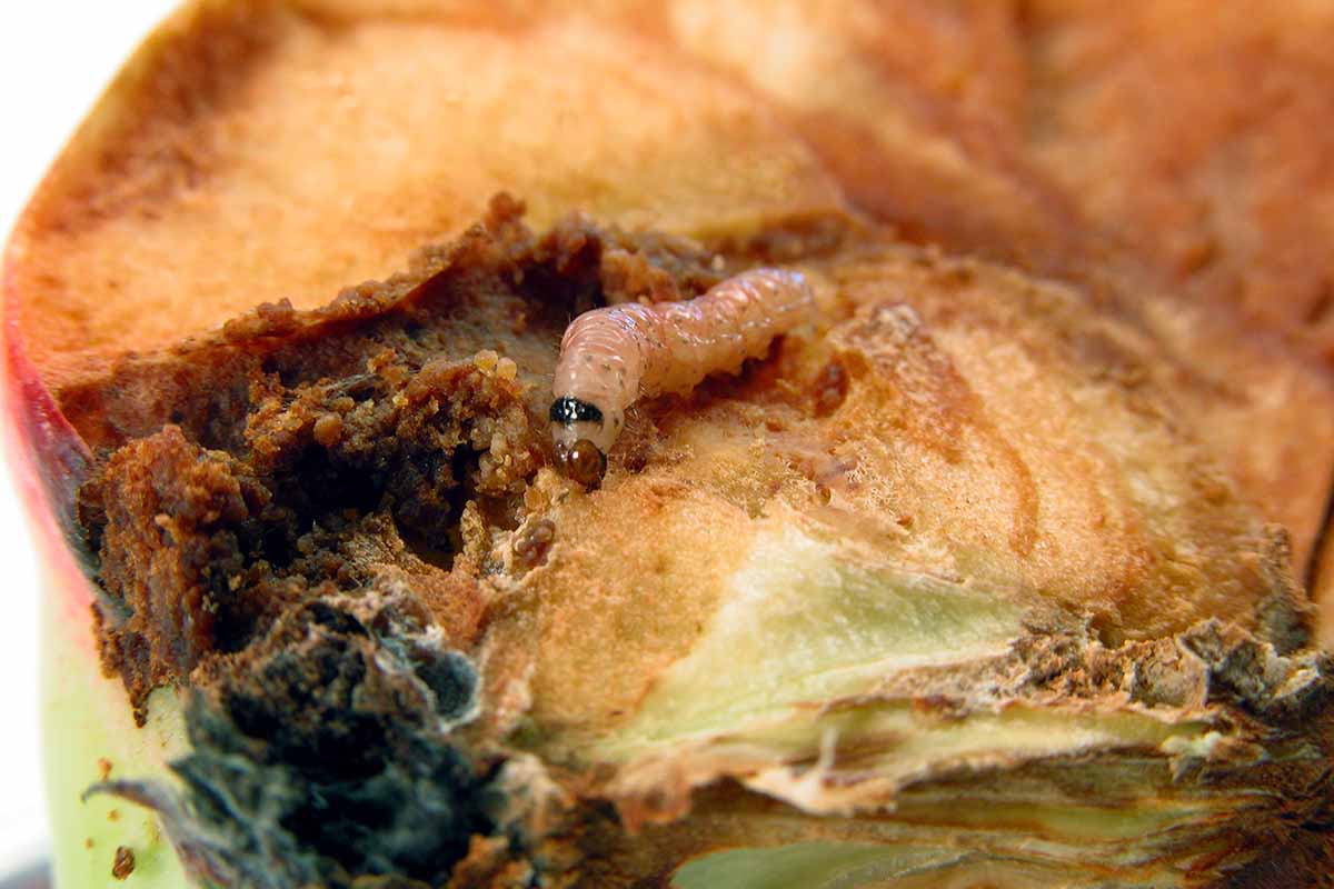 A close up horizontal image of a codling moth larvae and the damage it has done to an apple.
