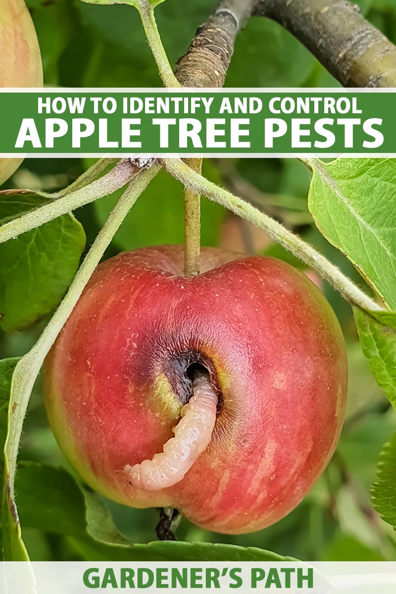 A close up vertical image of a codling moth larvae feeding on a ripe apple. To the top and bottom of the frame is green and white printed text.