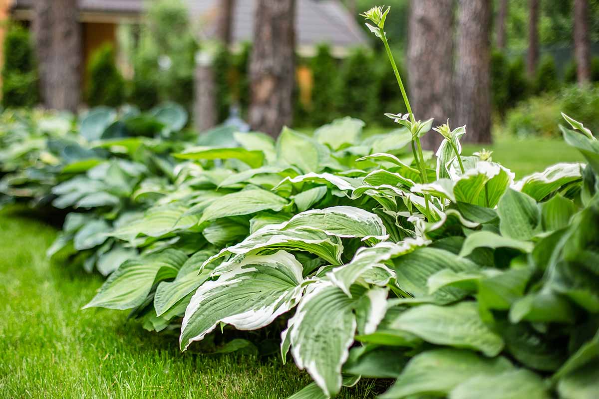 A close up horizontal image of hosta plants growing in a row in the garden pictured on a soft focus background.