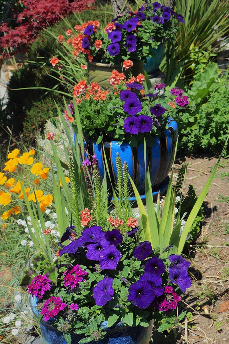 A close up vertical image of containers filled with colorful flowers pictured in light sunshine.