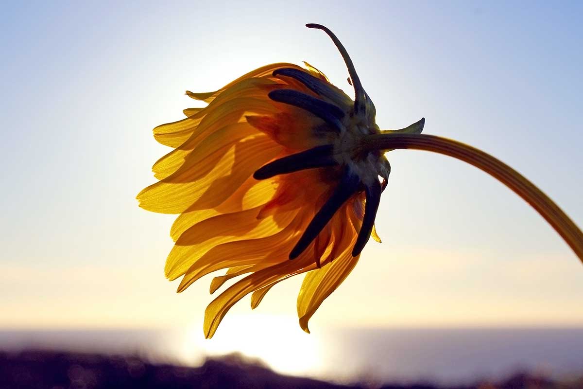 Uma imagem horizontal de perto da parte de trás de uma flor de carrapato retratada ao pôr do sol em um fundo de foco suave.