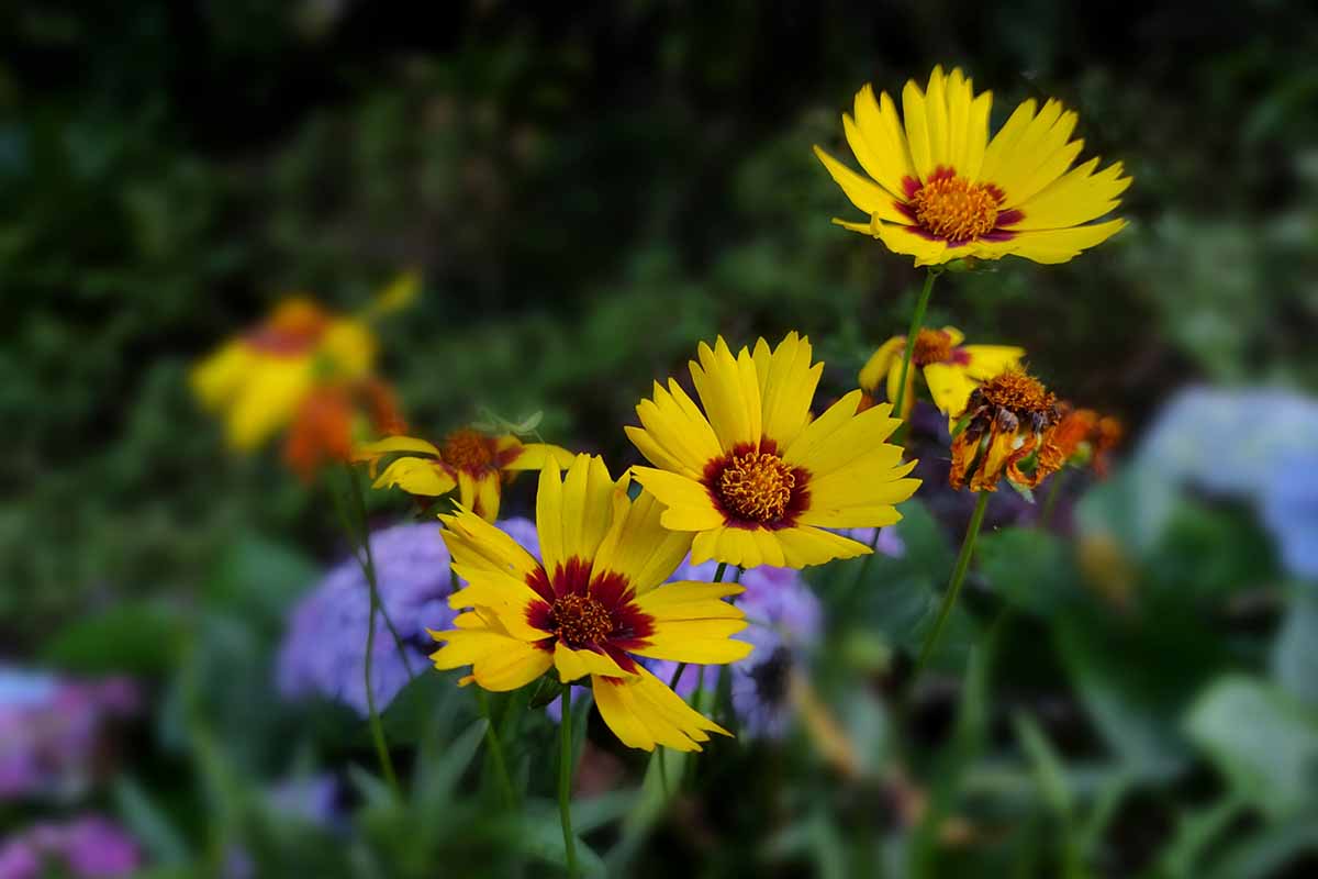Uma imagem horizontal próxima de flores amarelas com centros magenta crescendo no jardim retratado em um fundo de foco suave.