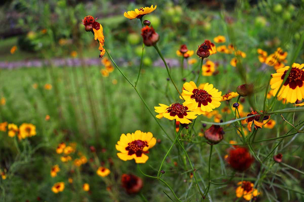 Uma imagem horizontal de flores de carrapato crescendo no jardim retratado em um fundo de foco suave.