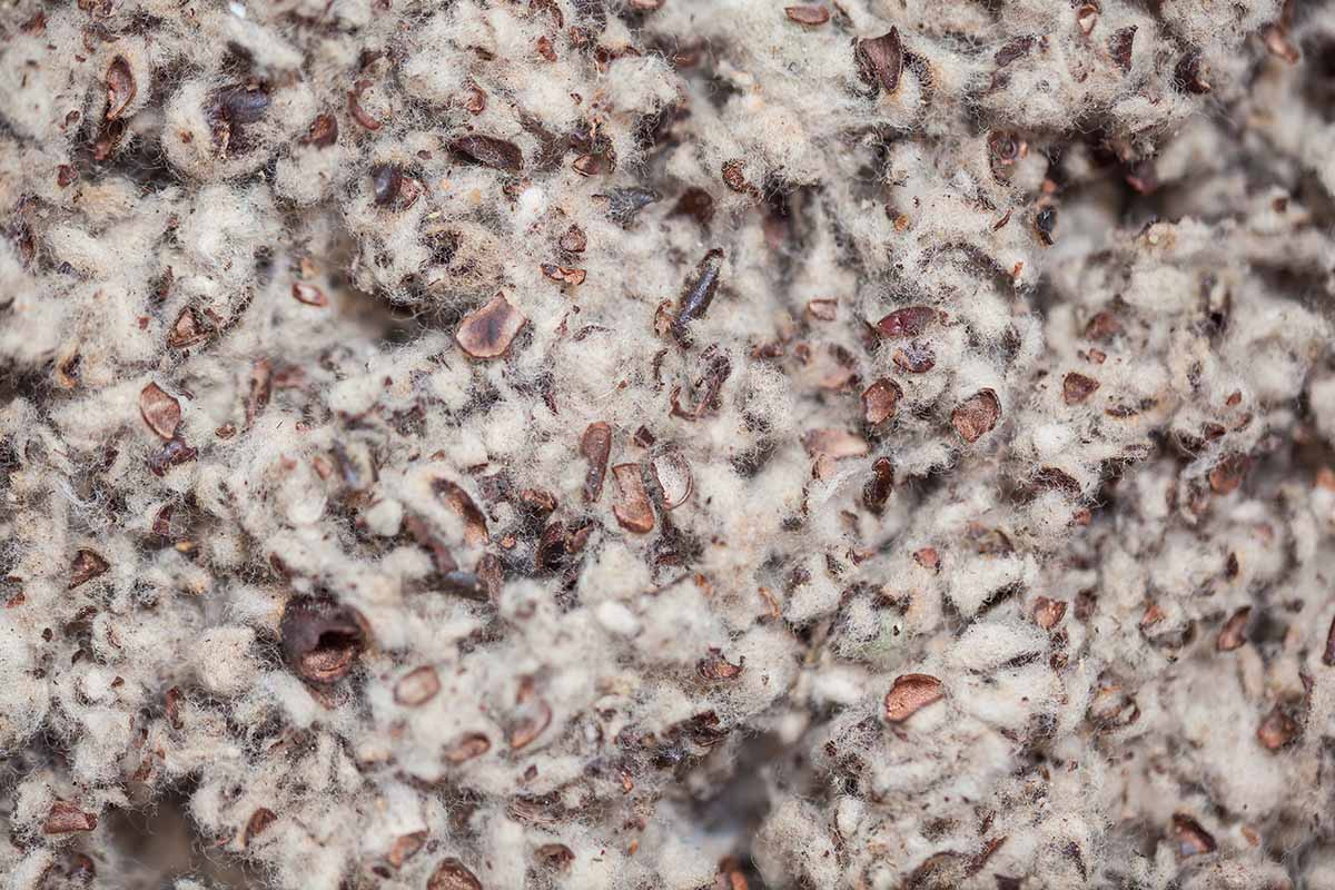 A close up of cottonseed meal.