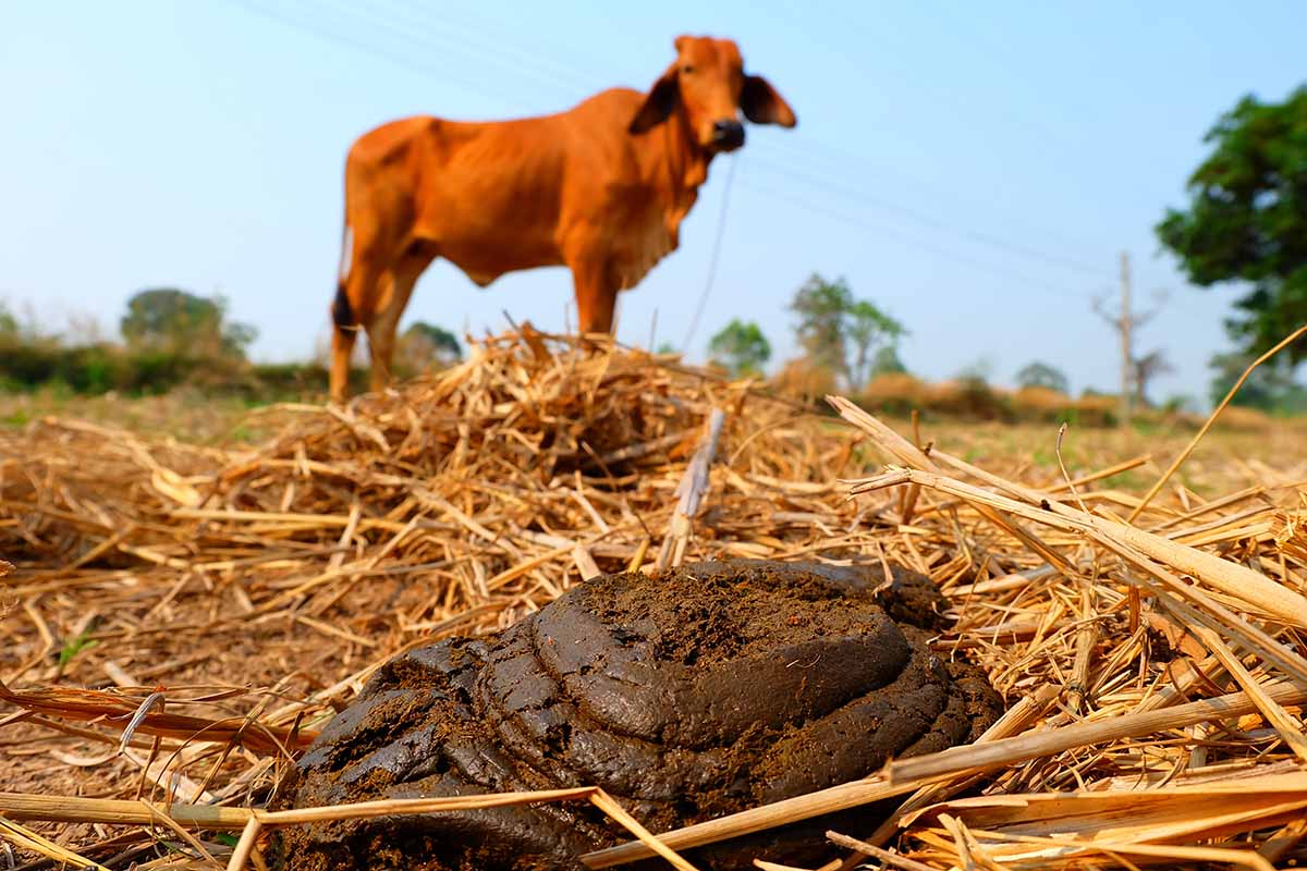A horizontal image of cow manure on straw with a bull in the background.