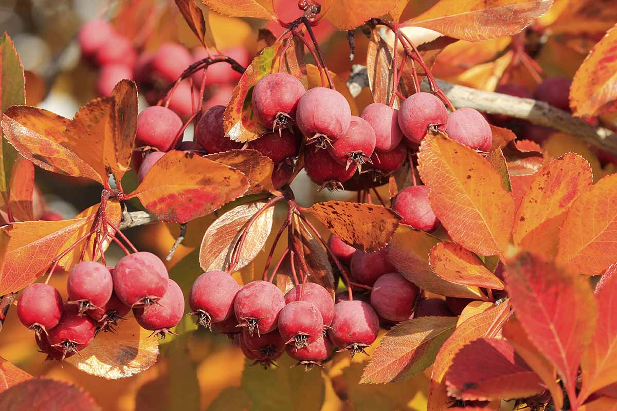 A close up horizontal image of the fruits of a crabapple tree surrounded by orange fall foliage.