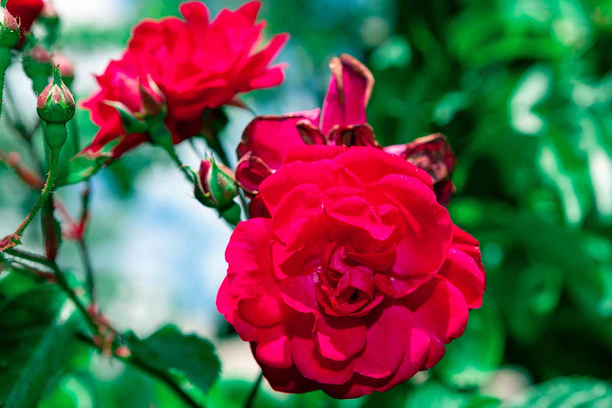 A horizontal image of 'Crimson Glory' growing in the backyard pictured on a soft focus background. 