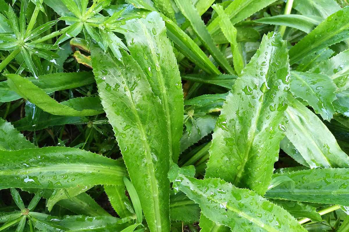 A close up horizontal image of culantro foliage covered in droplets of water.