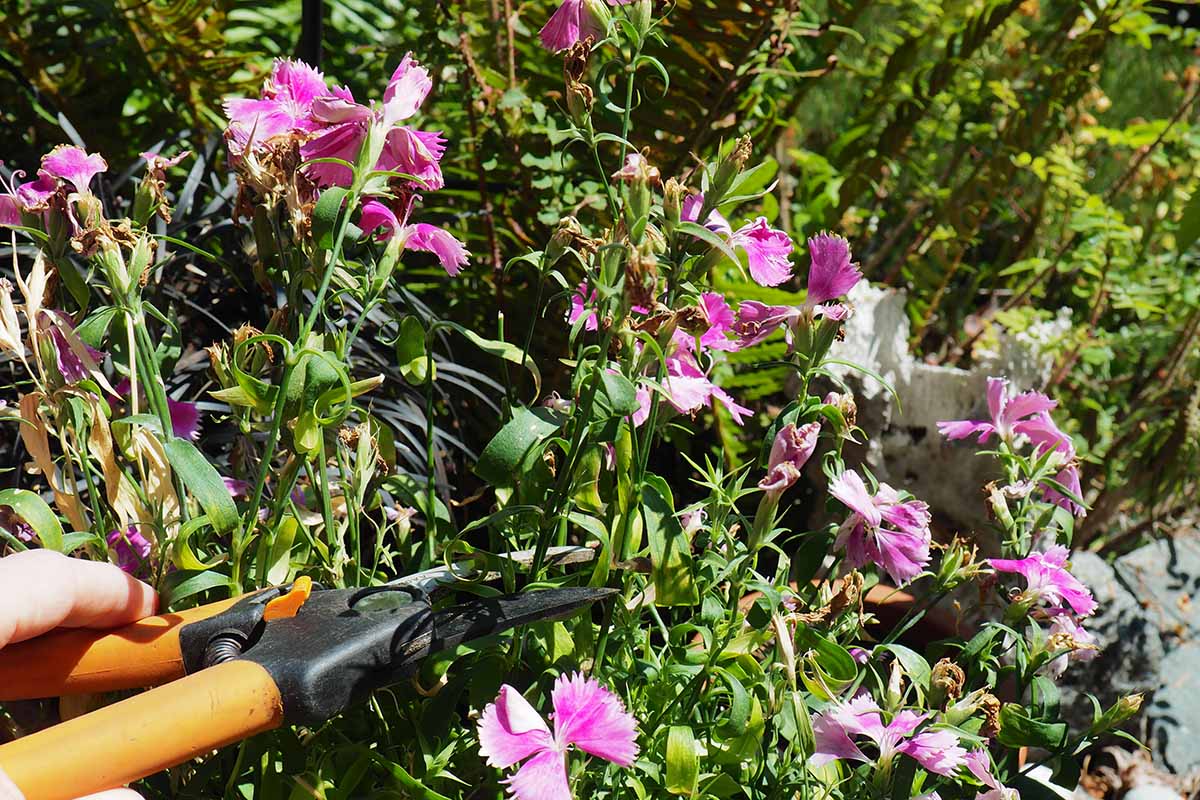 A close up horizontal image of a hand from the left of the frame using a pair of pruners to cut back perennial pinks at the end of the season.