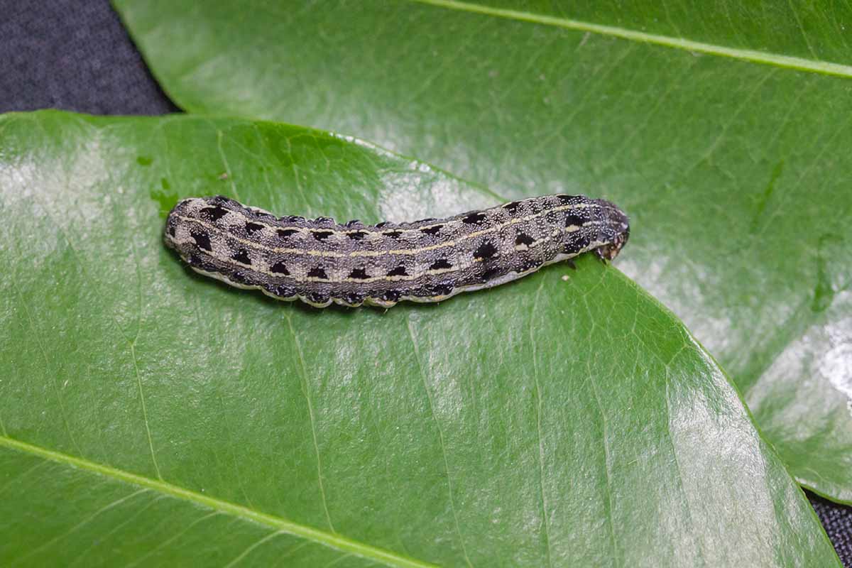 A close up horizontal image of a cutworm on a leaf.