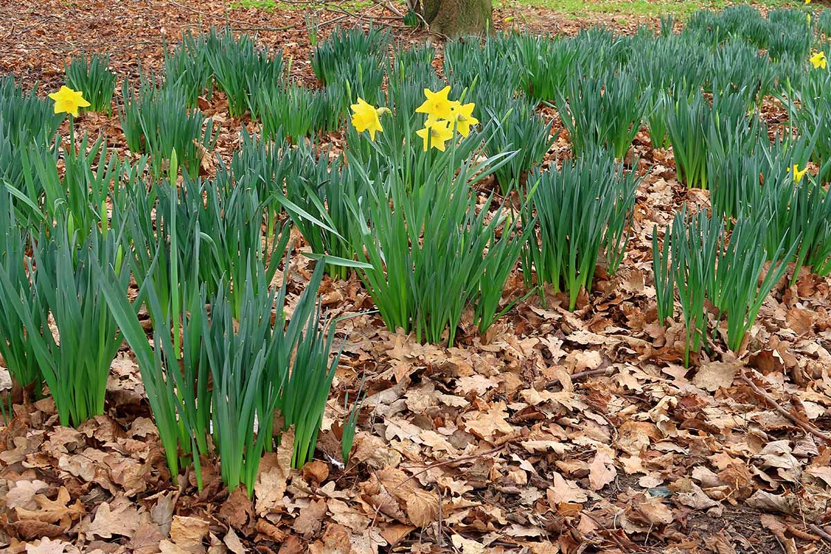 A horizontal image of daffodils surrounded by dead, fallen leaves outdoors.