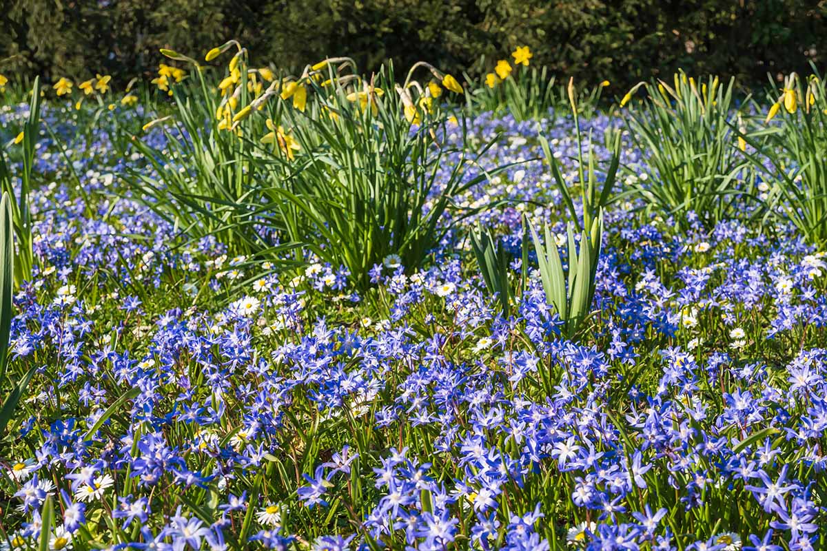A horizontal image of blue flowering scilla flowers in the foreground and yellow flowering daffodils outdoors in the park of Wiesbaden.