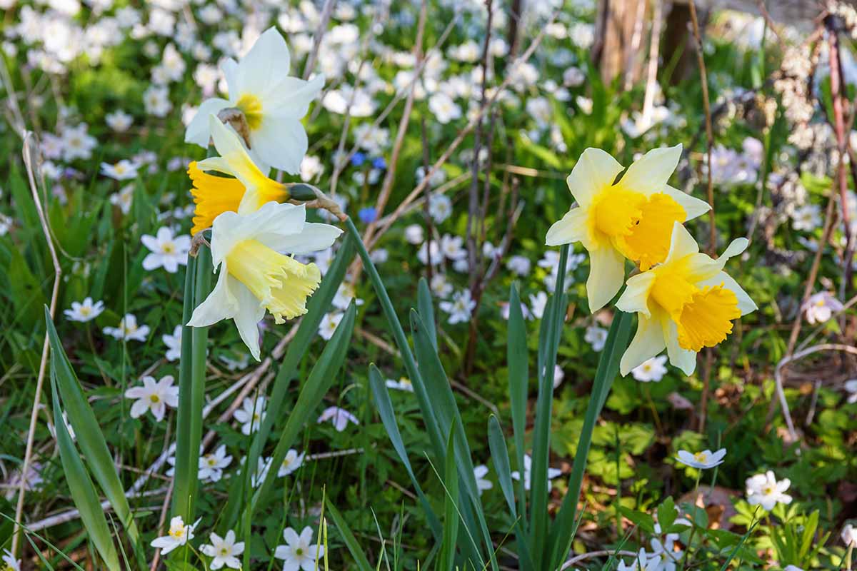 A horizontal image of daffodils and wood anemones in a partially shaded outdoor space.