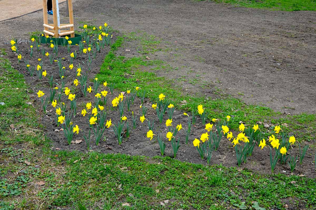 A faraway horizontal image of daffodils in an outdoor flower bed.