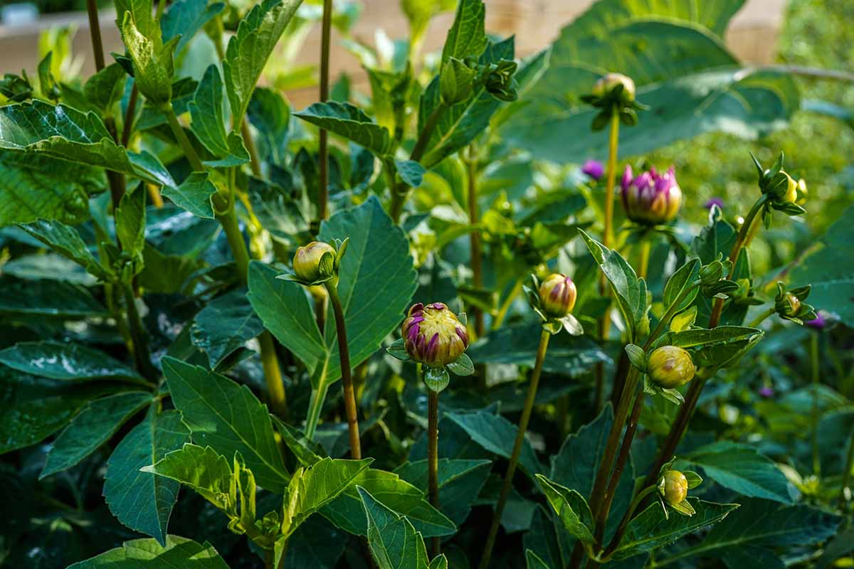 A close up horizontal image of dahlia buds on plants growing in the garden pictured in light sunshine.