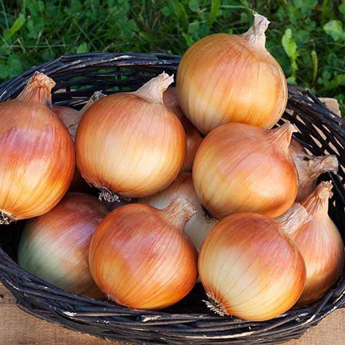 A square image of large 'Dakota Tears' onions in a wicker basket.