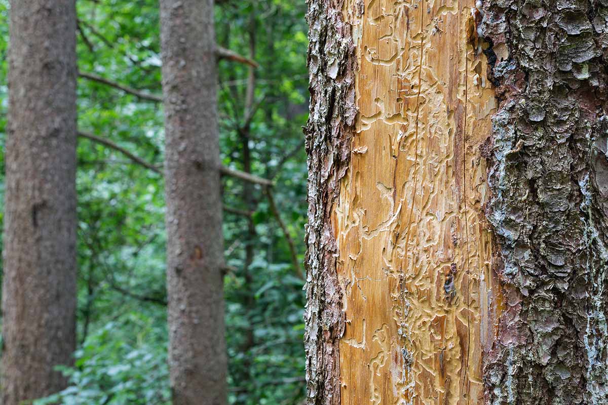 A close up horizontal image of the damaged caused to a tree by the European pine borer beetle.