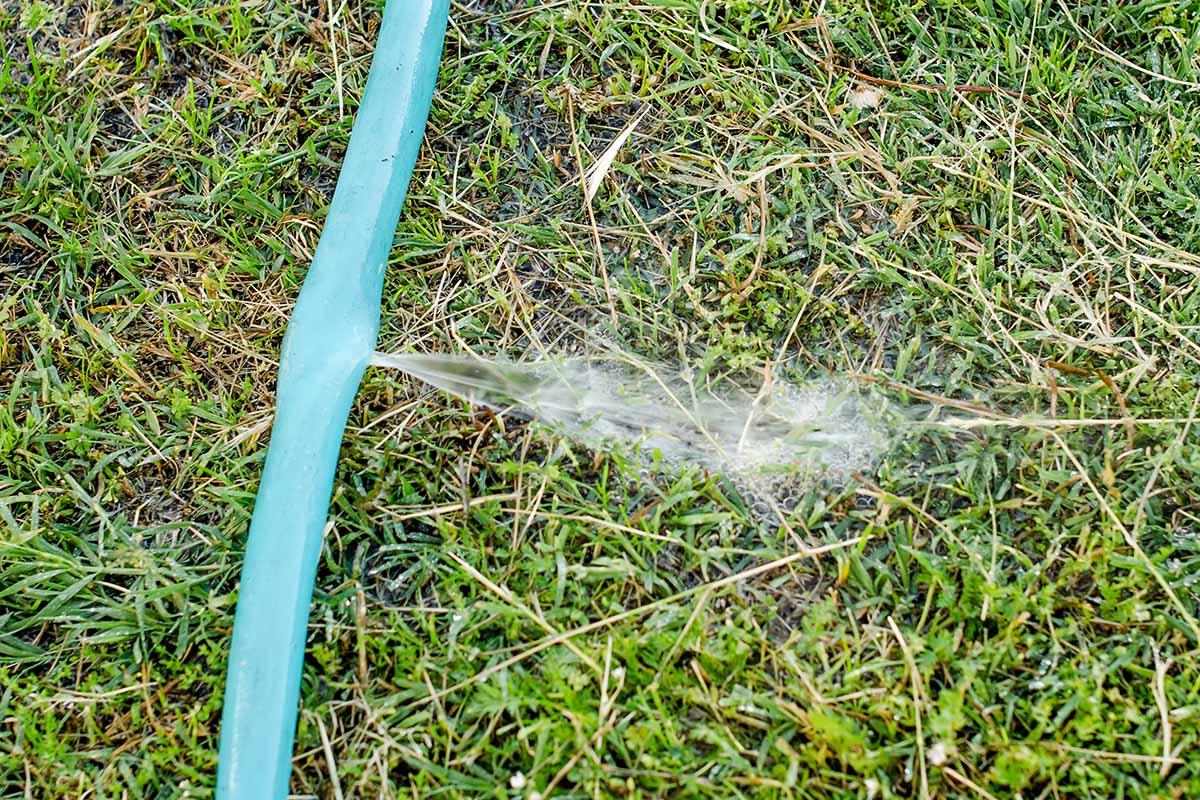 A close up of a garden hose with a large leak set on the lawn.