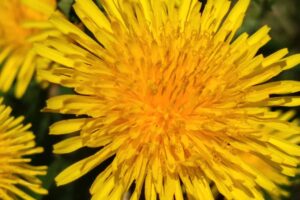 A close up horizontal image of a yellow dandelion flower pictured in bright sunshine on a soft focus background.