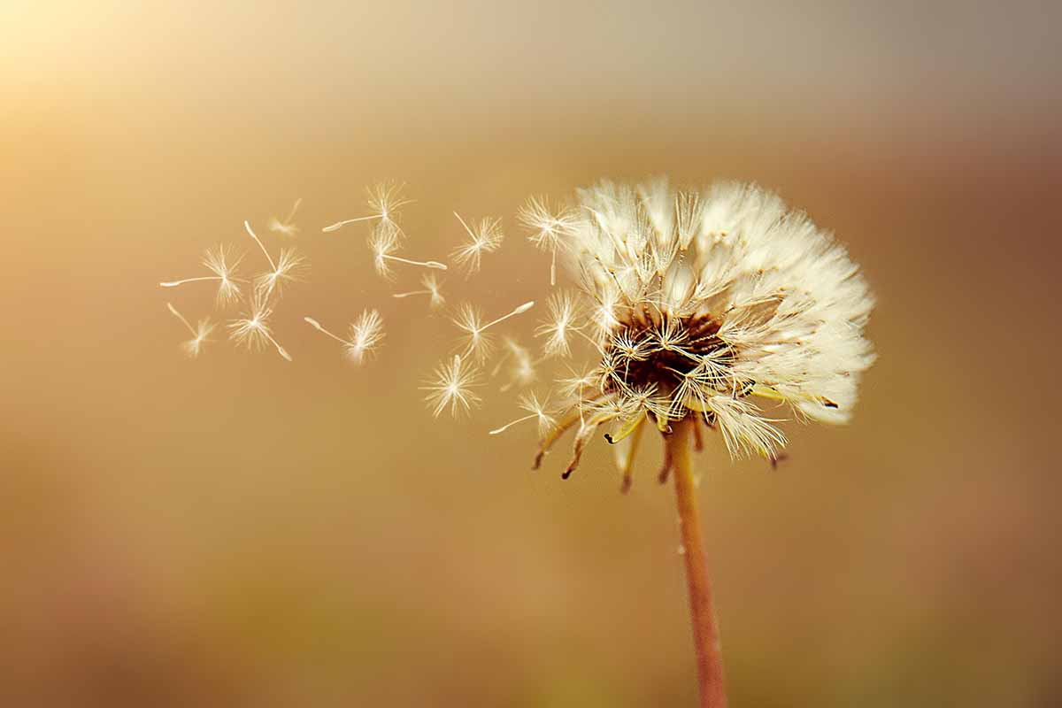 A close up horizontal image of a dandelion with seeds flying away pictured on a soft focus background.