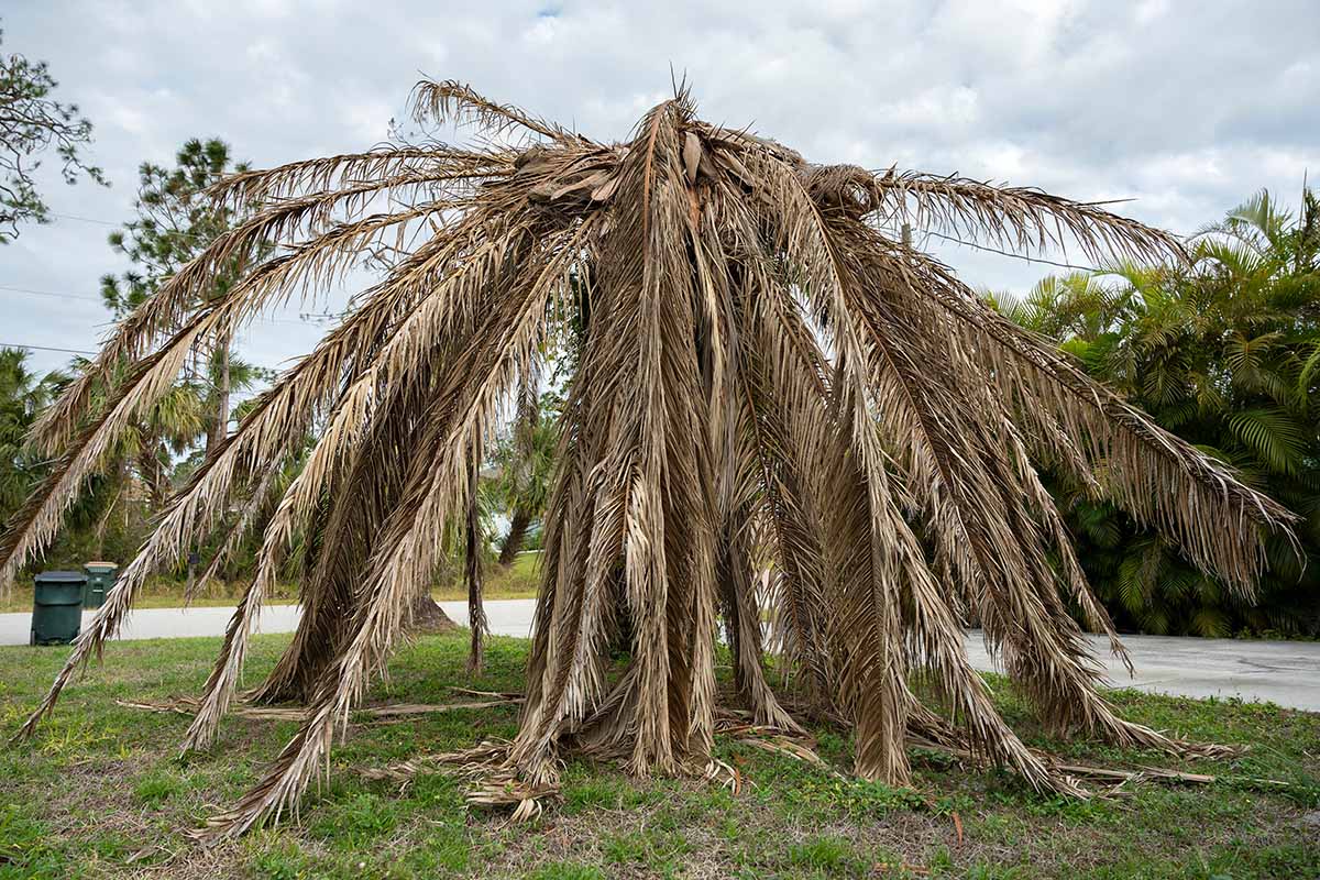 A horizontal image of a large dead palm tree with brown fronds.