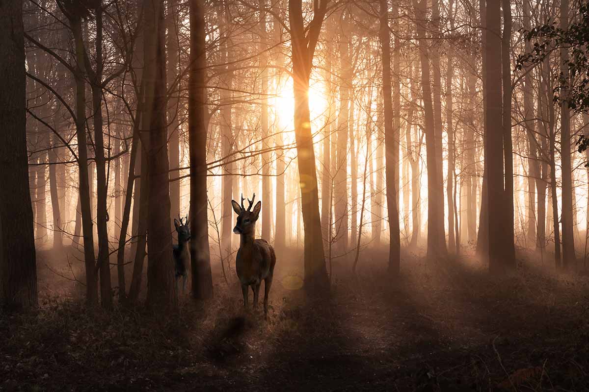 A horizontal image of deer in a forest at sunrise.