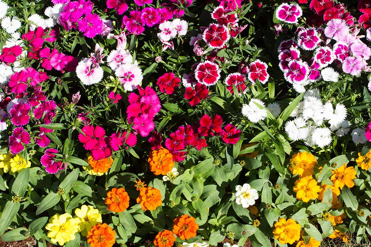 A close up horizontal image of a colorful mixed flower bed featuring different types of dianthus and zinnias.