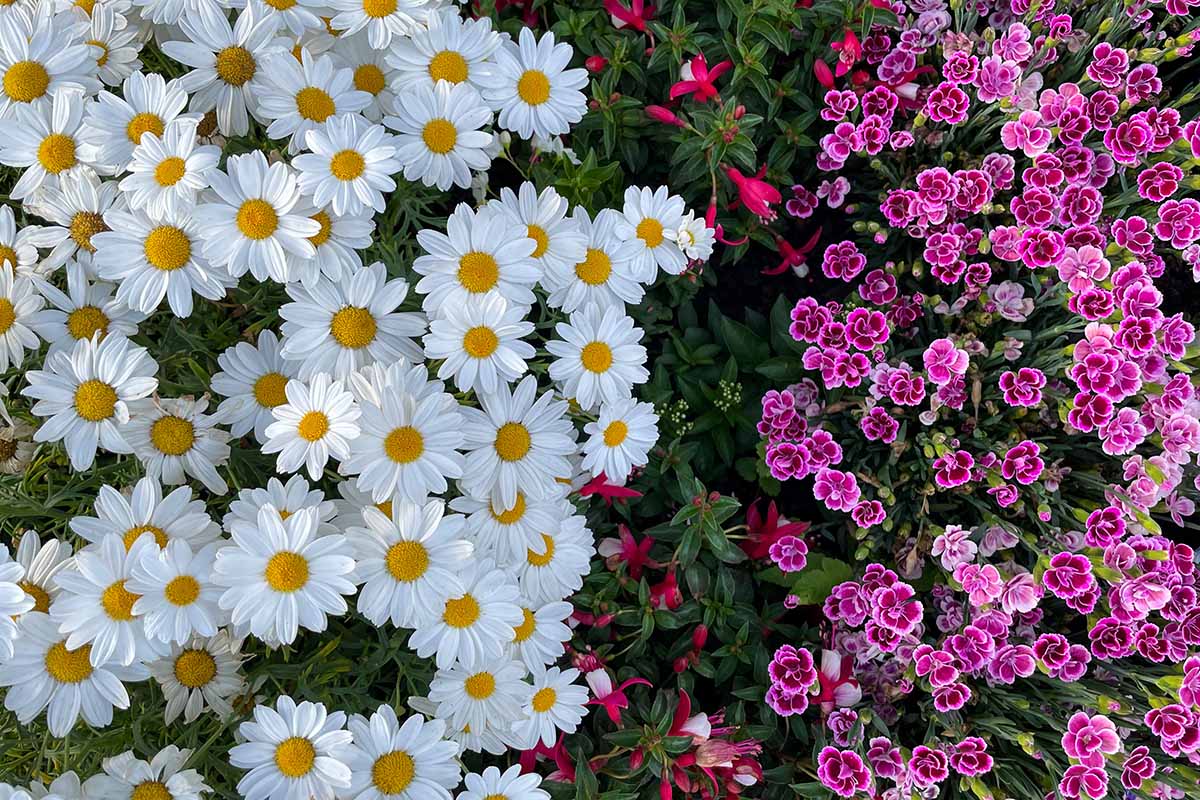 A close up horizontal image of pink dianthus growing alongside white and yellow daisy flowers in a garden border.