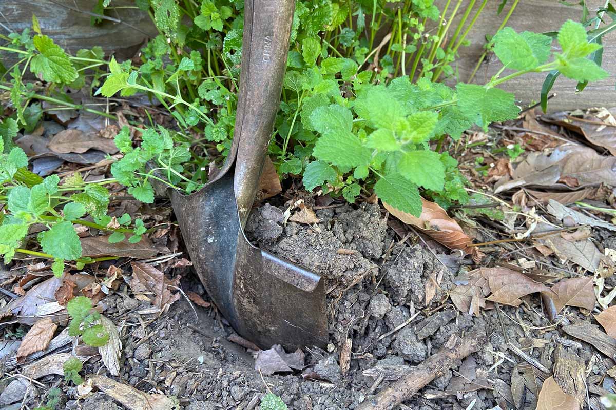 A horizontal image of a garden spade being used to dig up unwanted clumps of lemon balm.